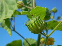 Abutilon theophrasti 23, Fluweelblad, Saxifraga-Ed Stikvoort