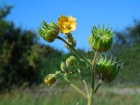 Abutilon theophrasti 24, Fluweelblad, Saxifraga-Ed Stikvoort