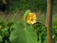 Abutilon theophrasti 25, Fluweelblad, Saxifraga-Ed Stikvoort