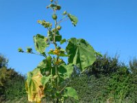 Abutilon theophrasti 28, Fluweelblad, Saxifraga-Ed Stikvoort