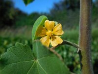 Abutilon theophrasti 29, Fluweelblad, Saxifraga-Ed Stikvoort