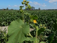 Abutilon theophrasti 33, Fluweelblad, Saxifraga-Ed Stikvoort