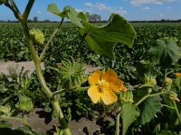 Abutilon theophrasti 35, Fluweelblad, Saxifraga-Ed Stikvoort