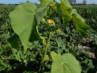 Abutilon theophrasti 37, Fluweelblad, Saxifraga-Ed Stikvoort