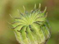 Abutilon theophrasti 38, Fluweelblad, Saxifraga-Sonja Bouwman  801. Fluweelblad - Abutilon theophrasti - Malvaceae familie (zw)