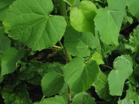 Abutilon theophrasti 4, Fluweelblad, Saxifraga-Rutger Barendse