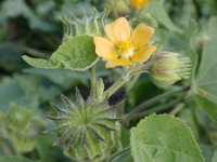 Abutilon theophrasti 5, Fluweelblad, Saxifraga-Jan Willem Jongepier