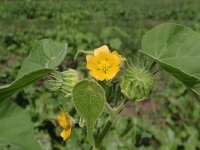 Abutilon theophrasti 7, Fluweelblad, Saxifraga-Jan Willem Jongepier