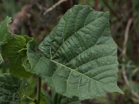 Abutilon theophrasti 8, Fluweelblad, Saxifraga-Peter Meininger