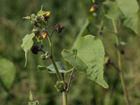 Abutilon theophrasti 9, Fluweelblad, Saxifraga-Peter Meininger