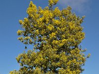 Acacia dealbata 4, Saxifraga-Harry Jans