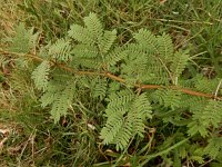 Acacia farnesiana 5, Saxifraga-Ed Stikvoort