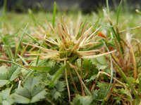 Acaena microphylla