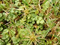 Acaena microphylla 3, Saxifraga-Rutger Barendse