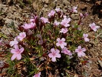 Acantholimon glumaceum 2, Saxifraga-Ed Stikvoort