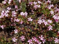 Acantholimon glumaceum 3, Saxifraga-Ed Stikvoort