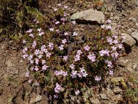 Acantholimon glumaceum 4, Saxifraga-Ed Stikvoort