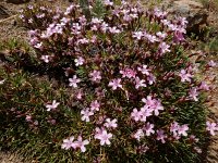 Acantholimon glumaceum 5, Saxifraga-Ed Stikvoort