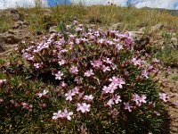 Acantholimon glumaceum 6, Saxifraga-Ed Stikvoort