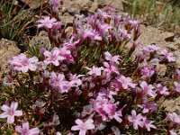 Acantholimon glumaceum 7, Saxifraga-Ed Stikvoort