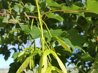 Seeds of Maple tree (Acer pseudoplatanus)  Seeds of Maple tree (Acer pseudoplatanus) : maple, sycamore, sycamore maple, acer, Acer pseudoplatanus, tree, seed, seeds, reproduction, growth, green, leaf, leaves, beauty, beautiful, nature, natural, flora, floral, spring, springtime, outdoor, outside, no people, nobody