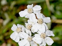 Achillea clavennae 4, Saxifraga-Sonja Bouwman  Achillea clavennae - Asteraceae familie; Crodda Rosa (Moos, I)