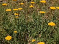 Achillea filipendulina 15, Geel duizendblad, Saxifraga-Ed Stikvoort