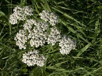 Achillea millefolium 12, Duizendblad, Saxifraga-Jan van der Straaten