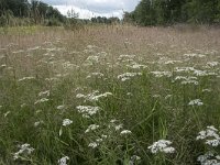 Achillea millefolium 27, Duizendblad, Saxifraga-Willem van Kruijsbergen