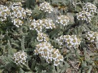 Achillea nana 14, Saxifraga-Harry Jans