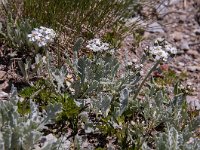 Achillea nana 16, Saxifraga-Luuk Vermeer