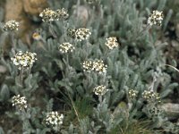 Achillea nana 17, Saxifraga-Jan van der Straaten