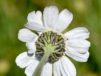 Achillea oxyloba 5, Saxifraga-Sonja Bouwman  Achillea oxyloba - Asteraceae familie