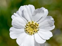 Achillea oxyloba 6, Saxifraga-Sonja Bouwman  Achillea oxyloba - Asteraceae familie; Croda Rossa (Moos, I)