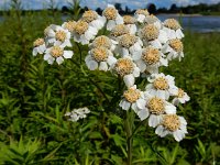 Achillea ptarmica 19, Wilde bertram, Saxifraga-Ed Stikvoort