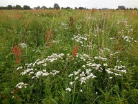 Achillea ptarmica 22, Wilde bertram, Saxifraga-Ed Stikvoort