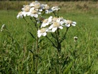 Achillea ptarmica 23, Wilde bertram, Saxifraga-Ed Stikvoort