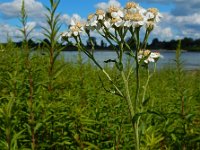 Achillea ptarmica 24, Wilde bertram, Saxifraga-Ed Stikvoort