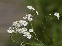 Achillea ptarmica 29, Wilde betram, Saxifraga-Jan Nijendijk