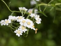 Achillea ptarmica 30, Wilde betram, Saxifraga-Jan Nijendijk
