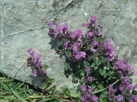 Acinos alpinus 6, Saxifraga-Jan van der Straaten