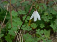 Acis autumnalis