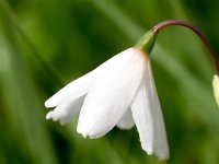 Acis autumnalis 1, Saxifraga-Sonja Bouwman  Autumn snowflake - Acis autumnalis - Amaryllidaceae familie