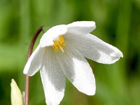 Acis autumnalis 2, Saxifraga-Sonja Bouwman  Autumn snowflake - Acis autumnalis - Amaryllidaceae familie