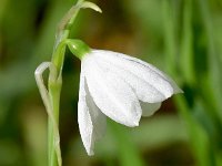 Acis ionica 1, Saxifraga-Sonja Bouwman  Acis ionica - Amaryllidaceae familie