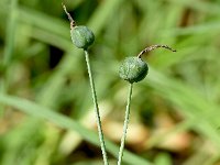 Acis ionica 2, Saxifraga-Sonja Bouwman  Acis ionica - Amaryllidaceae familie