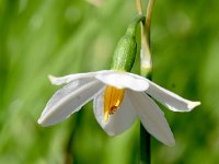 Acis nicaenssis 1, Saxifraga-Sonja Bouwman  Frans lenteklokje - Acis nicaeensis - Amaryllidaceae familie