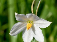 Acis nicaenssis 2, Saxifraga-Sonja Bouwman  Frans lenteklokje - Acis nicaeensis - Amaryllidaceae familie