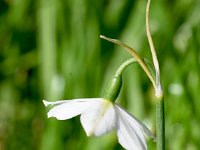 Acis nicaenssis 3, Saxifraga-Sonja Bouwman  Frans lenteklokje - Acis nicaeensis - Amaryllidaceae familie