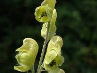 Aconitum anthora, Pyrenean Monk's-hood